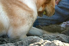 how to stop dogs from digging